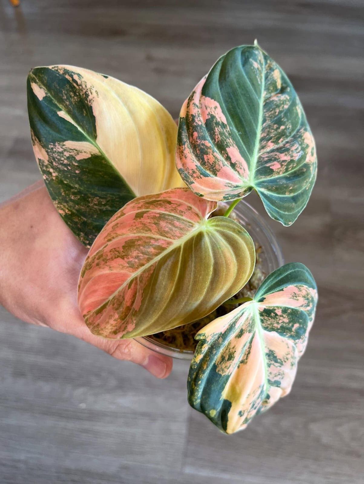 フィロデンドロン エルベスセンス（サトイモカズラ）直接取引限定 Philodendron erubescens - Etsy 日本