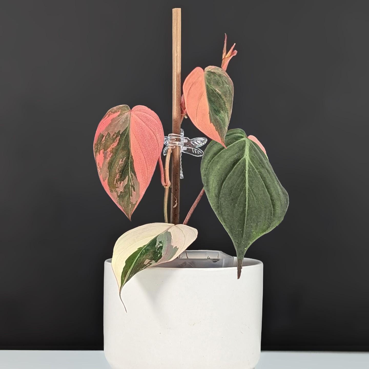Philodendron micans - Etsy 日本
