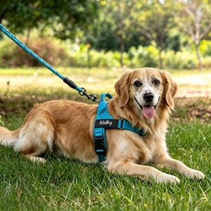 以下が含まれることがあります： ゴールデンカラーの犬が、黒い長方形のパッチに白で「Kathy」とプリントされた鮮やかなターコイズブルーの犬用ハーネスを着用しています。ハーネスには、黒い金属製のクリップと金具が付いた、お揃いのターコイズブルーのロープリードが接続されています。