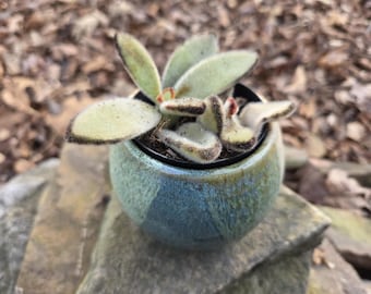 Succulent Planter, Pottery Planter, Pottery Cup