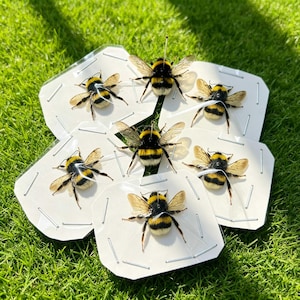 May include: Six preserved bumblebees with black and yellow fuzzy bodies and translucent wings, each individually mounted on a white hexagonal card and secured with thin metal pins, arranged in a cluster on a bright green grassy surface.