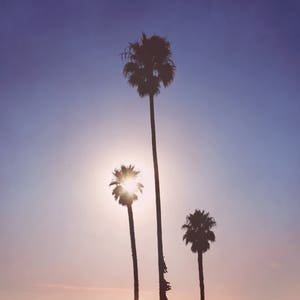 palm tree photography, California art print, beach decor, purple pink pastel large wall art, palm tree, beach art wall art, &quot;palm tree sun&quot;