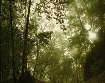 forest photography print, nature art print, green wall art, trees art print, redwood forest print, forest canvas print "sunlit forest"