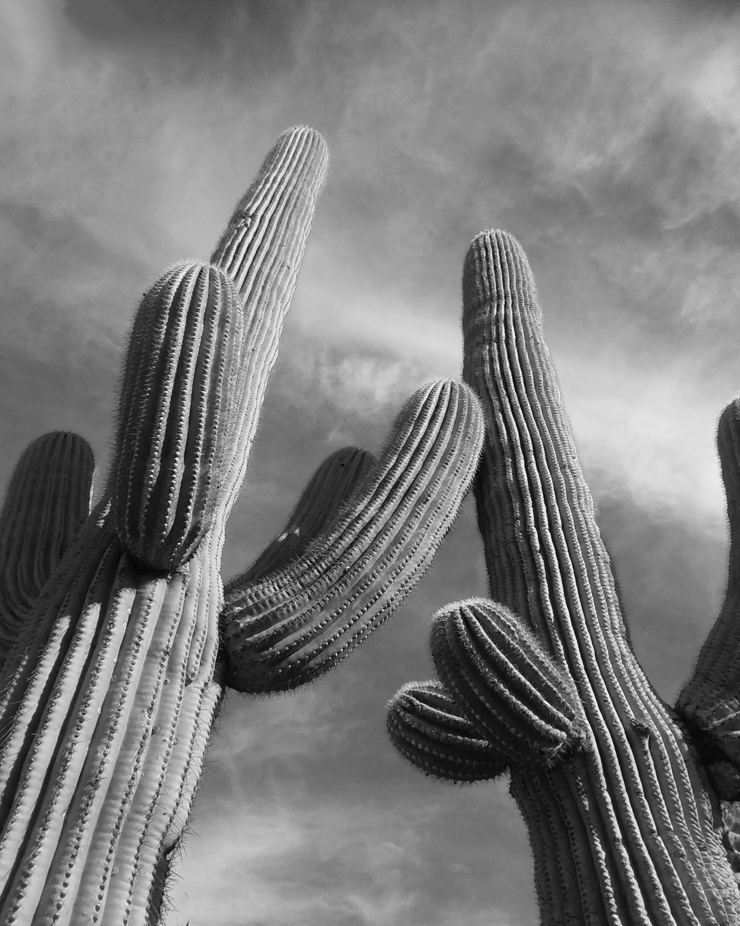 Cactus Photography Print, Black and White Art Print, Minimalist Wall Art,  Desert Wall Art, Cactus Wall Art, Desert Decor "two Saguaros" - Etsy
