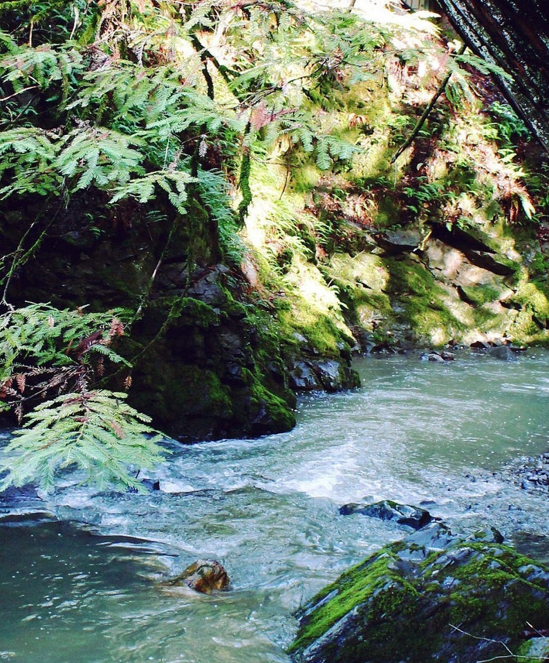 Creek Photography Print / Nature River Water Redwood Tree Etsy