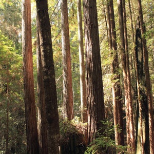 redwood forest photography print, nature art print, trees wall art, forest art print, redwood tree forest art &quot;sunlit redwood forest 2&quot;