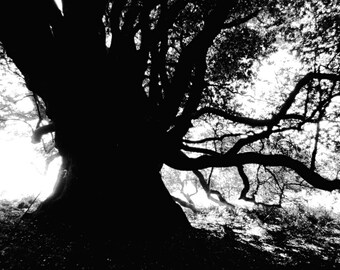 tree art print, black white nature photography, forest landscape art print, black white large wall art, woods photo "bay tree silhouette"