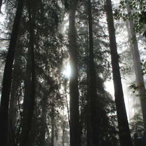 redwood photography print, nature wall art, trees wall art, black white photography, redwood forest art, tree photo &quot;dark redwood cathedral&quot;
