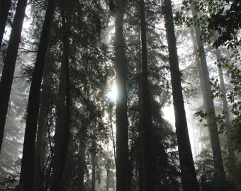 redwood photography print, nature wall art, trees wall art, black white photography, redwood forest art, tree photo "dark redwood cathedral"
