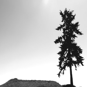 May include: A silhouette of a tall, dark green pine tree standing on a grassy hill against a white, cloudy sky.