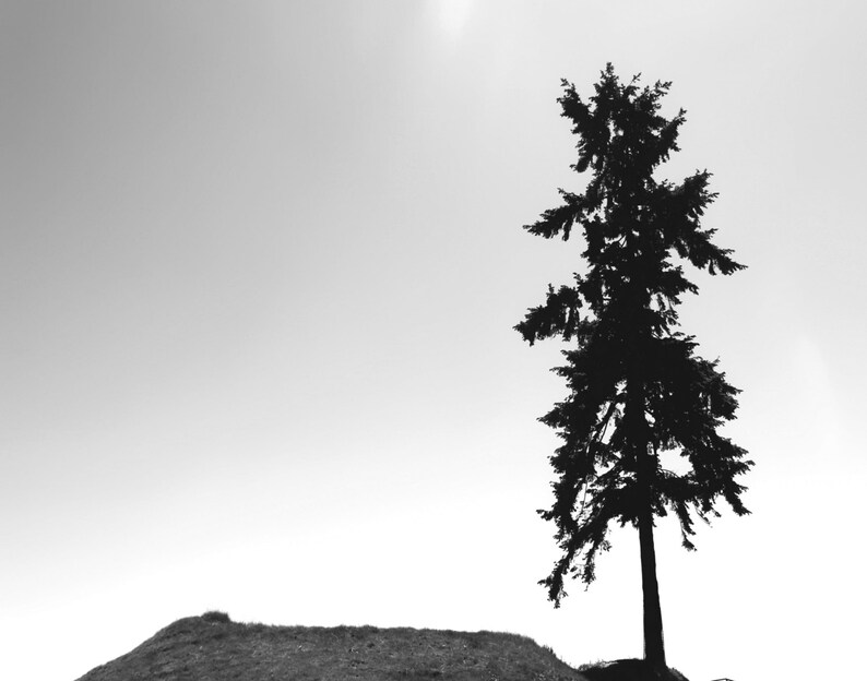May include: A silhouette of a tall, dark green pine tree standing on a grassy hill against a white, cloudy sky.