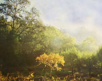 nature photography print, pastoral landscape print, fall wall art, canvas print, trees wall art, golden hour art "autumn morning orchard"