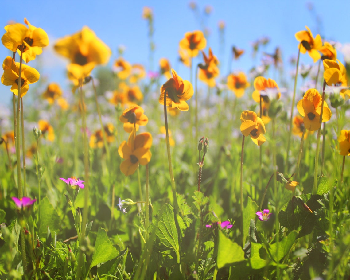 Wildflower Wall Art, Large Canvas Print, Yellow Large Wall Art