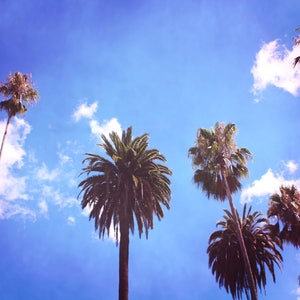 palm tree photography, California art print, blue wall art, palm tree canvas, palm tree wall art, beach decor, tree print  &quot;seven palms&quot;