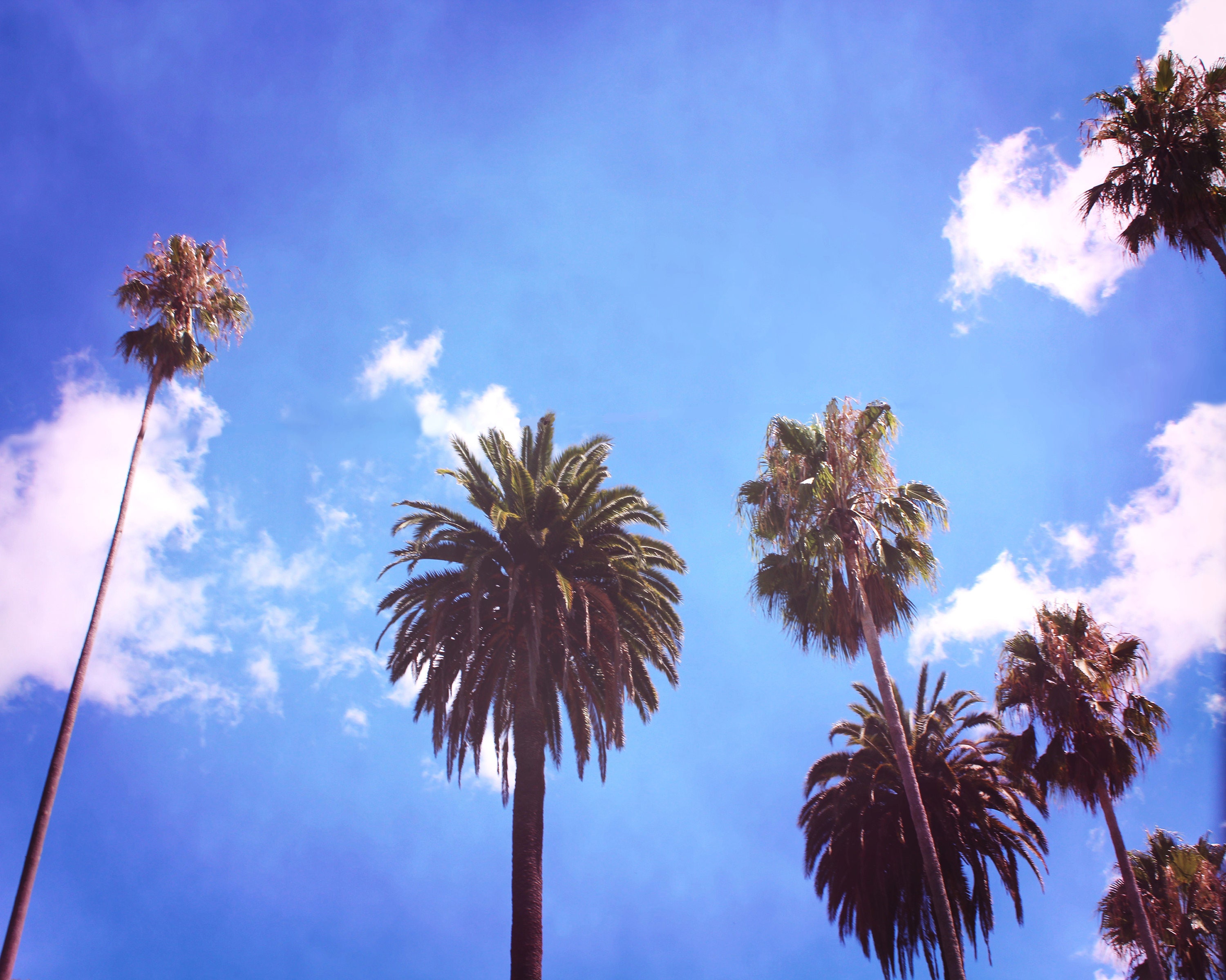 Palm Tree Photography California Art Print Blue Wall Art Etsy