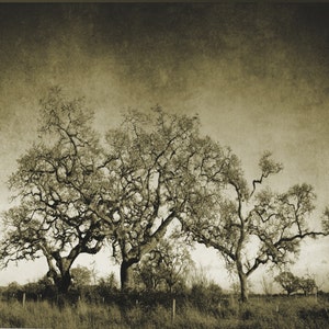 black and white tree photography print, nature art print, sepia large wall art, oak tree wall art, vintage photo print &quot;vintage oaks&quot;