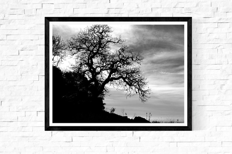 Black and White Photography Print / Nature Gnarly Tree Grassy Etsy