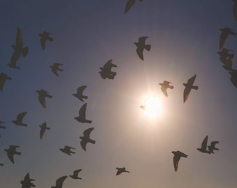 flying birds photography, nature art print, birds wall art, sunlight photography, large wall art, coastal art,  beach decor "sunbirds"