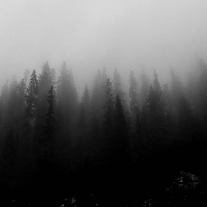 Forest Photography Print, Black and White Nature Art Print, Minimal ...