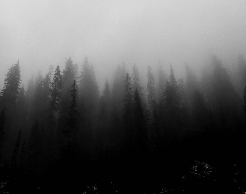 Forest Photography Print, Black and White Nature Art Print, Minimal ...