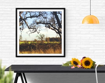 impresión de fotografía de roble, arte de pared rural rural, impresión de fotografía de naturaleza, impresión de arte de paisaje de California "paisaje de roble vivo de cañón"