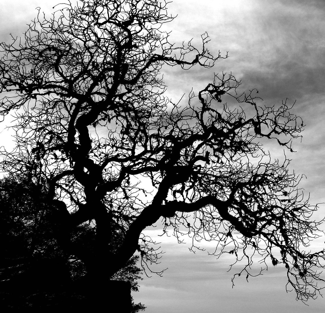 Black and White Photography Print, Landscape Art Print, Gnarled