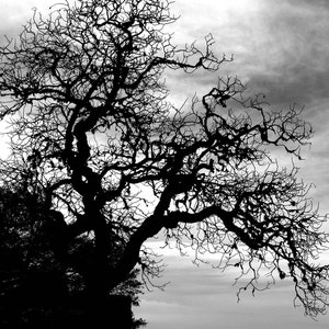 impresión de fotografía en blanco y negro, impresión de arte de paisaje, arte de pared de ramas nudosas, arte de pared grande blanco negro / &quot;silueta de roble&quot;