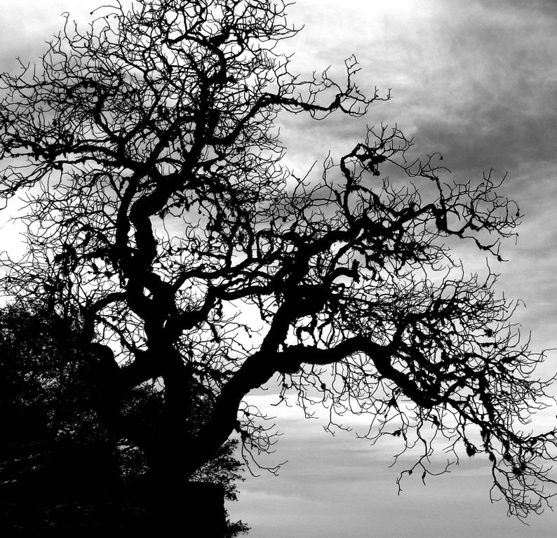 Black and White Photography Print / Nature Gnarly Tree Grassy Etsy