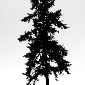 May include: A silhouette of a tall, dark green evergreen tree against a white background.