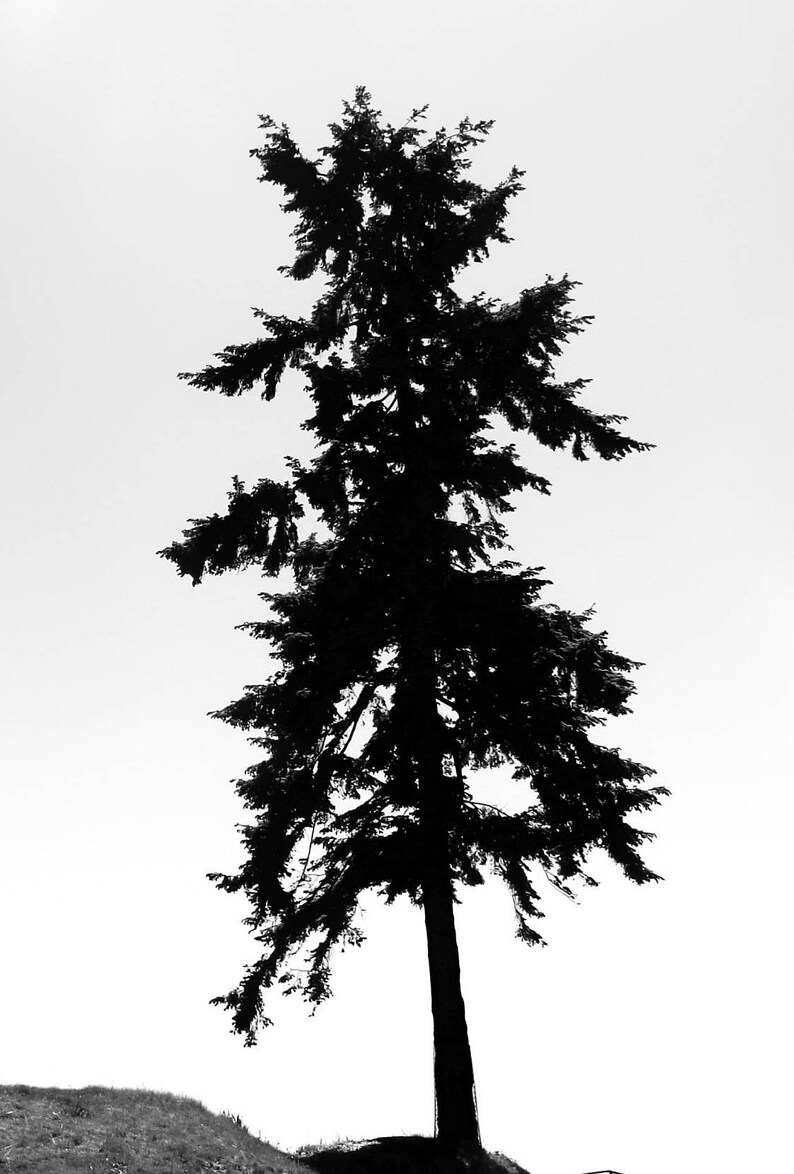 May include: A silhouette of a tall, dark green evergreen tree against a white background.