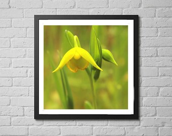 flower photography print, nature art print, wildflower photography, botanical art decor, green yellow large wall art  "Cedars Fairy Lantern"