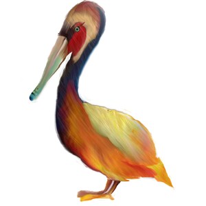 pelican illustration art print, bird art print, pelican wall art, beach decor, endangered species art, canvas art &quot;California Brown Pelican&quot;