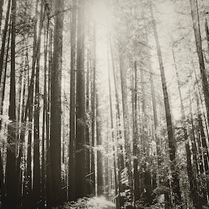 photographie forestière, impression d’art d’arbres, grand art mural sépia noir et blanc, art mural de bois blancs noirs, toile forestière « bosquet de forêt ensoleillé »