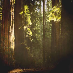 redwood forest photography print, nature art print, green brown large wall art, woods landscape art, redwoods canvas &quot;sunlit redwood forest&quot;