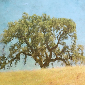 tree photography, nature wall art, oak tree art print, California landscape print, tree wall art, minimalist wall art &quot;Sonoma oak tree&quot;
