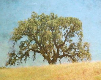 fotografía de árboles, arte de pared de naturaleza, impresión de arte de roble, impresión de paisaje de California, arte de pared de árbol, arte de pared minimalista "Sonoma oak tree"