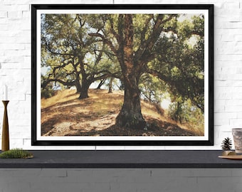 impresión de fotografía de árbol, impresión de arte de paisaje de California, arte de pared de tono tierra, impresión de arte de naturaleza, arte de pared de roble, "colina de roble"