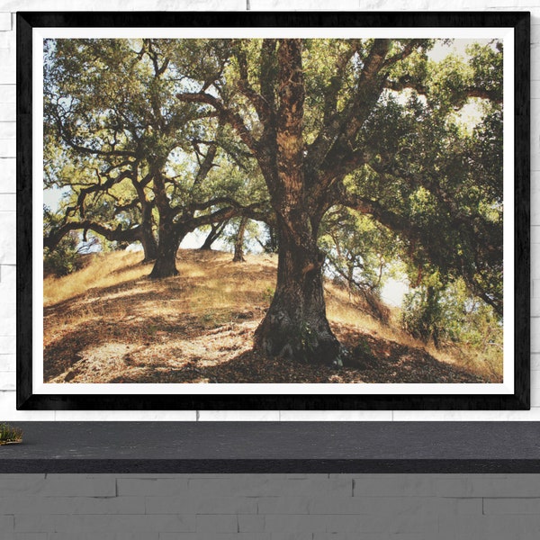 tree photography print, California landscape art print, earth tone wall art, nature art print, oak tree wall art, "oak tree hill"
