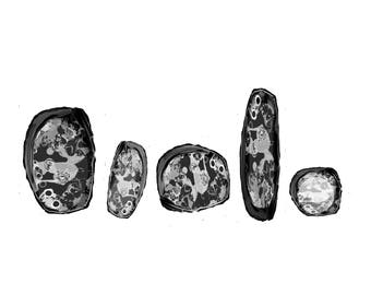 abstract nature art print, minimalist wall art, black white grey large wall art,"five abalones"