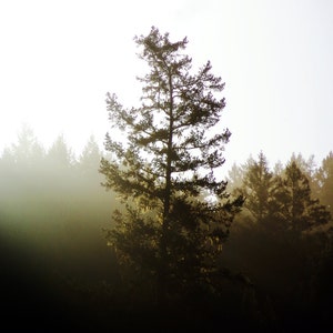 redwood photography print, tree art print, green large wall art, forest landscape wall art, redwood art print,  &quot;morning redwood forest&quot;