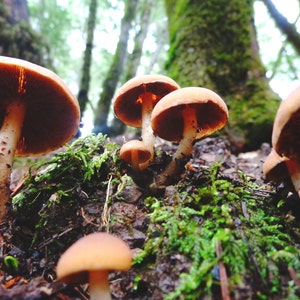 mushroom photography print, mushroom wall art, botanical art, nature art, mushroom wall art, moss print &quot;mushrooms + mossy redwood forest&quot;