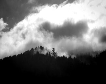 black and white landscape photography, woods art print, nature decor, cloudy forest print, black and white canvas  "redwood morning mist"