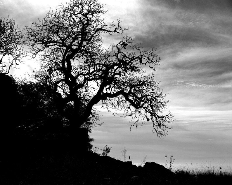Black and White Photography Print / Nature Gnarly Tree Grassy Etsy