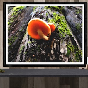 mushroom photography print, botanical art print, nature wall art, mushroom wall art, mushroom decor &quot;golden mushrooms + mossy redwood trunk&quot;