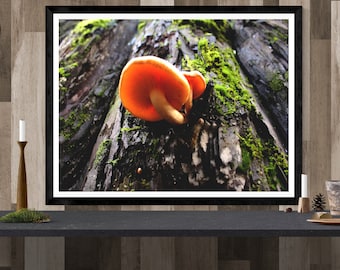 mushroom photography print, botanical art print, nature wall art, mushroom wall art, mushroom decor "golden mushrooms + mossy redwood trunk"