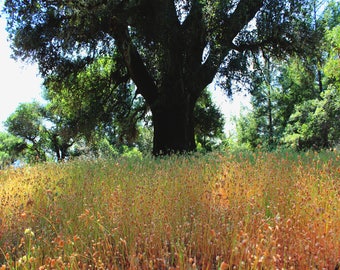 tree photography art print, California landscape photo print, green gold large wall art, sunlit grassy field photography "golden oak field"