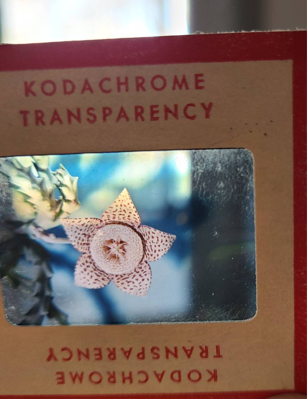 Vintage Metal Slide Case 35 Mm Slide Box Gray Metal Slide Storage Box