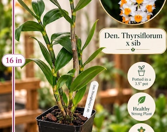 May include: A Den. Thyrsiflorum x sib orchid plant with green leaves and stems in a black 3.5-inch square pot. The plant stands 16 inches tall and includes a white plant tag. An inset shows white and orange flowers. Text includes Orchidsboutique.com.
