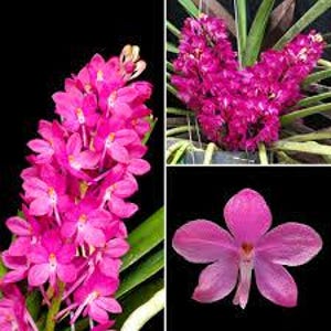 May include: A vibrant magenta orchid plant featuring a dense, upright cluster of small, five-petaled flowers. The plant has long, slender green leaves and a single, detailed view of a solitary pink blossom with a white center against a black background.