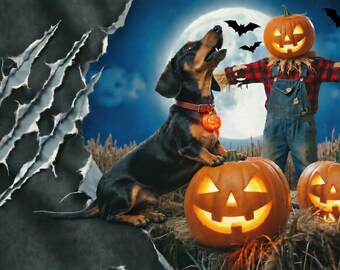 May include: A black and tan dachshund wearing a red collar with a glowing pumpkin charm, standing beside a large carved jack-o'-lantern. In the background, a scarecrow with a pumpkin head stands in a field under a full moon with flying bats.